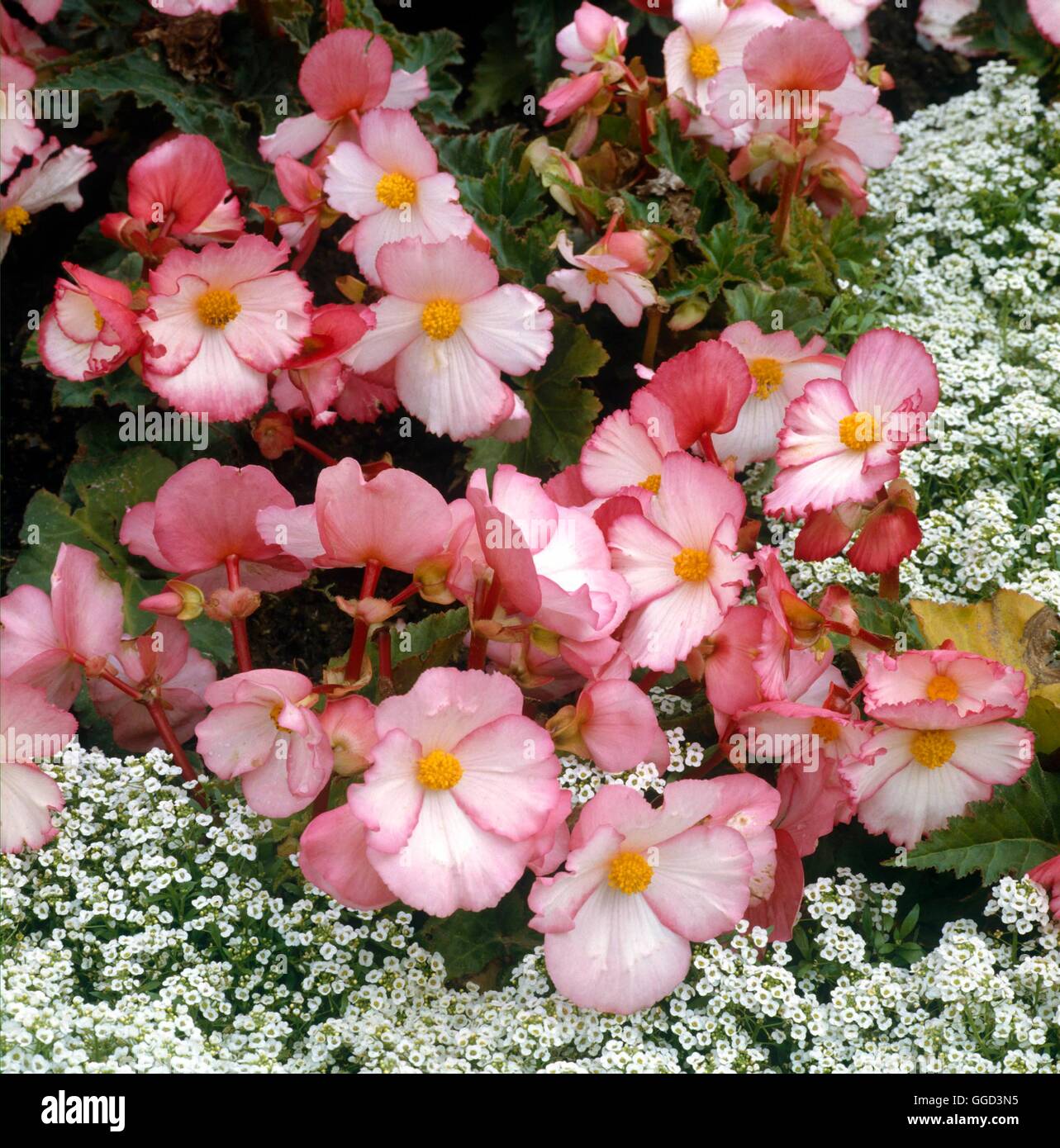 Begonia x tuberhybrida - `Pin Up'   ANN051839 Stock Photo